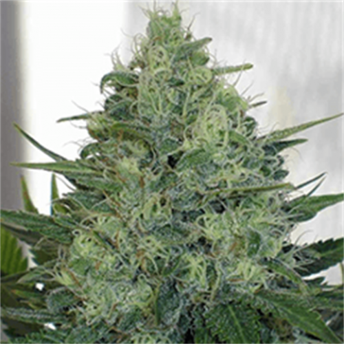 Auto Carpathian Torch of Gods Feminised seeds