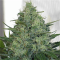 Auto Carpathian Torch of Gods Feminised seeds