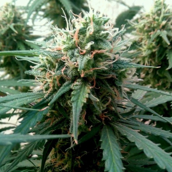Auto AK Feminised seeds