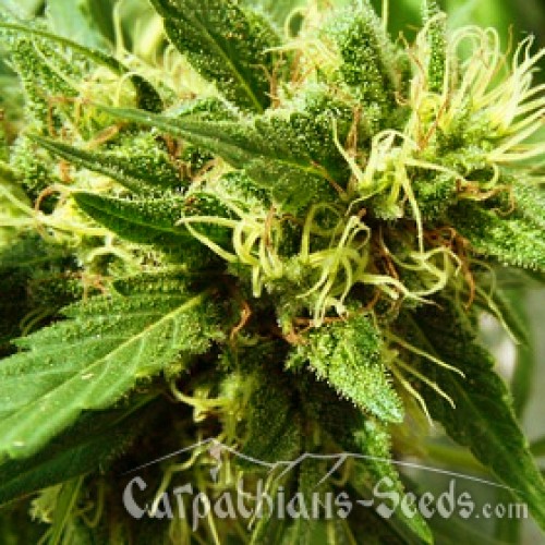 Auto AK Feminised seeds