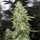 Auto Black Chere Feminised seeds