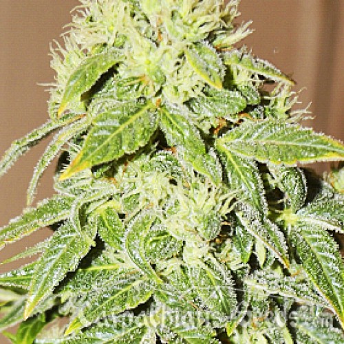 Auto Black Chere Feminised seeds