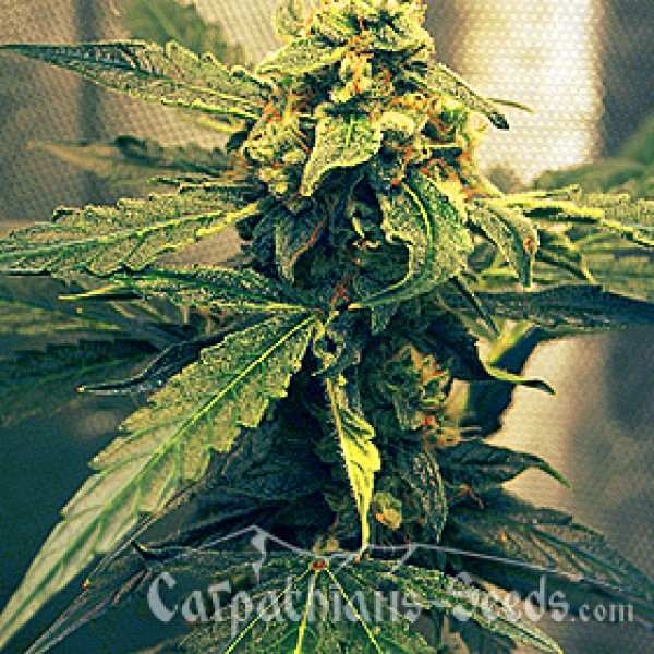 Auto Black Tisa Feminised seeds