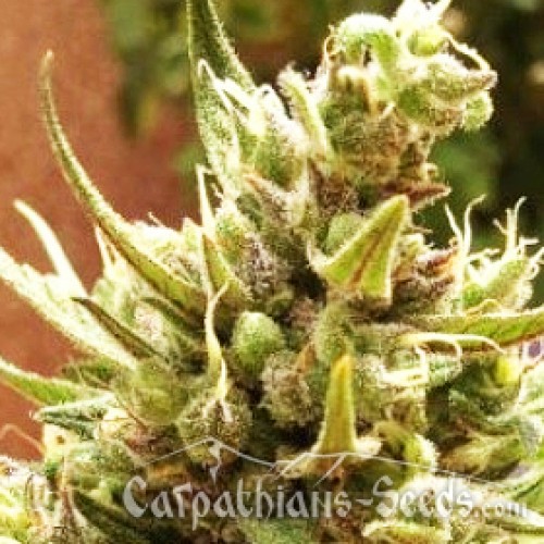 Auto Blueberry Feminised seeds