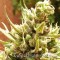 Auto Blueberry Feminised seeds