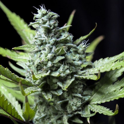 Auto Carpathian Skunk Feminised seeds