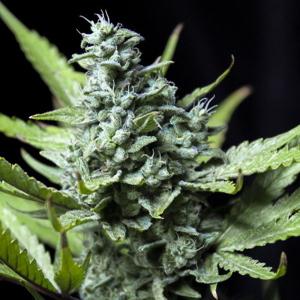 Auto Carpathian Skunk Feminised seeds
