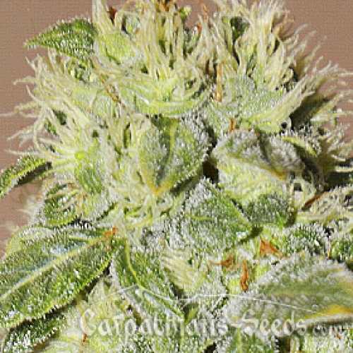 Auto Chere Feminised seeds