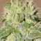 Auto Chere Feminised seeds