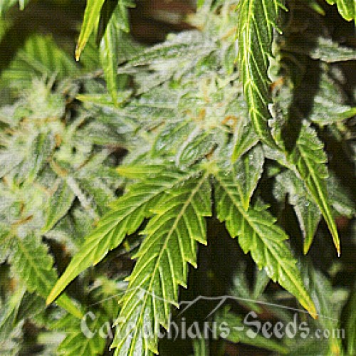 Auto Goverla Feminised seeds