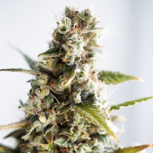 Auto Goverla Feminised seeds