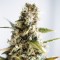 Auto Goverla Feminised seeds