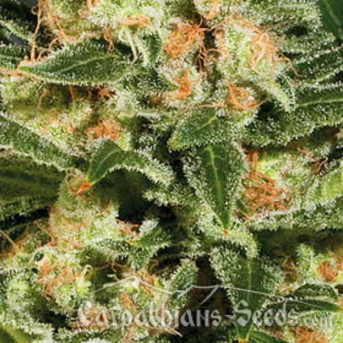 Auto Kush Feminised seeds