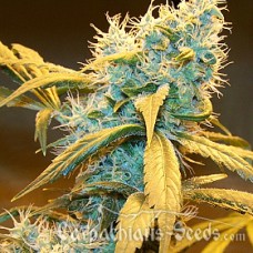 Насіння Auto Northern Blue Feminised