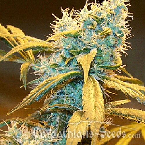 Auto Northern Blue Feminised seeds