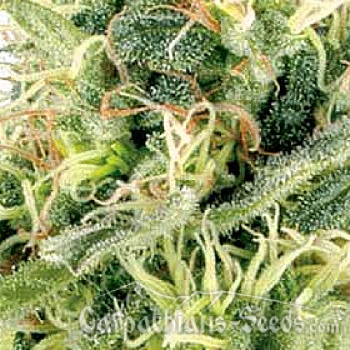 Auto Northern Lights Feminised seeds