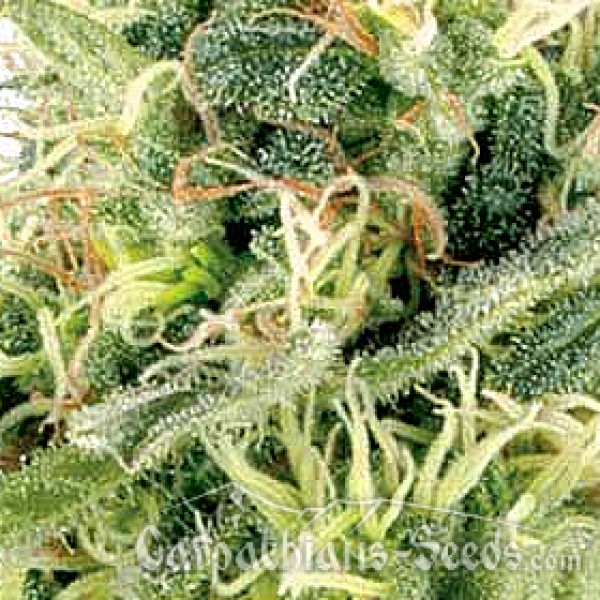 Auto Northern Lights Feminised seeds