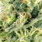 Auto Northern Lights Feminised seeds