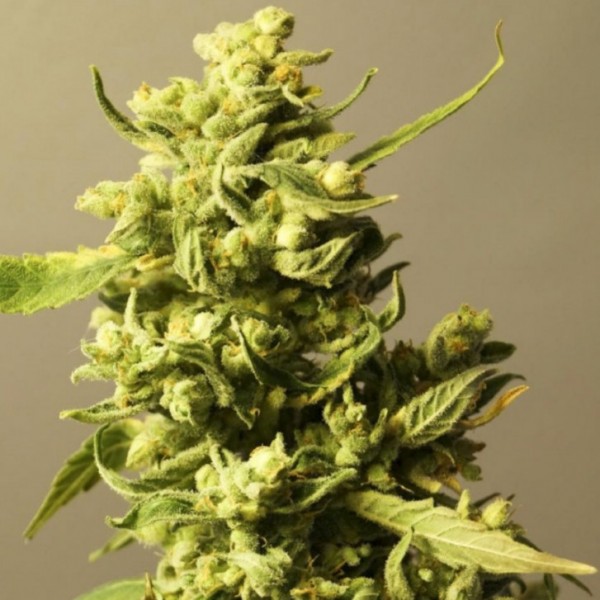 Auto Sinevir Feminised seeds