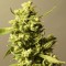 Auto Sinevir Feminised seeds