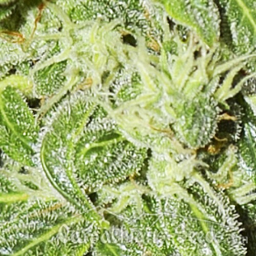 Auto Sinevir Feminised seeds