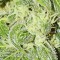 Auto Sinevir Feminised seeds