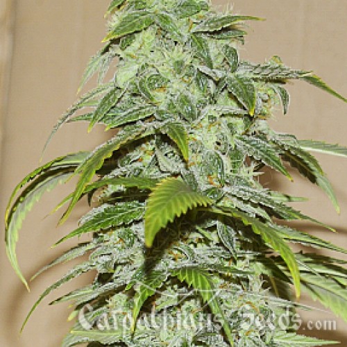 Auto White Chere Feminised seeds