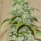 Auto White Chere Feminised seeds