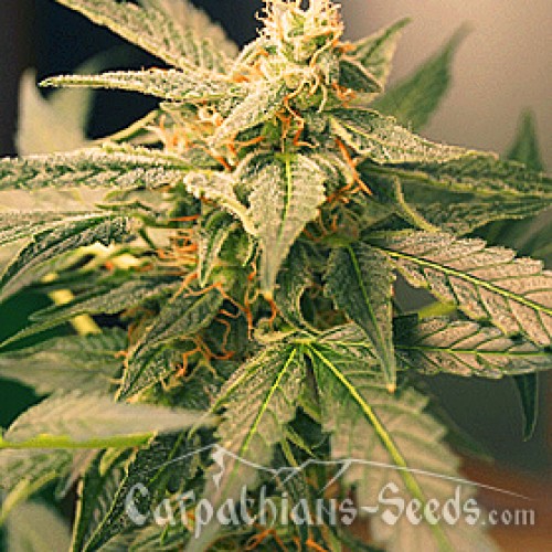 Auto White Tisa Feminised seeds