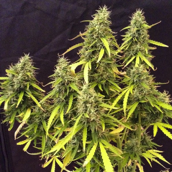 Auto Northern Lights Feminised seeds
