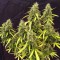 Auto Northern Lights Feminised seeds