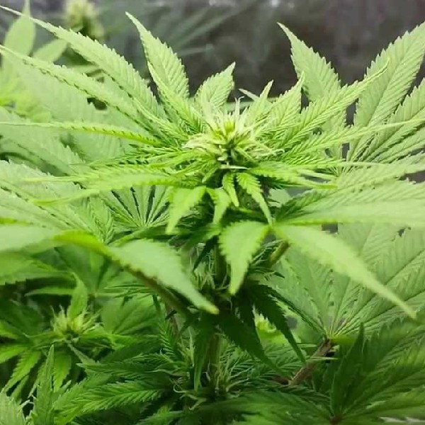 Auto AK Feminised seeds