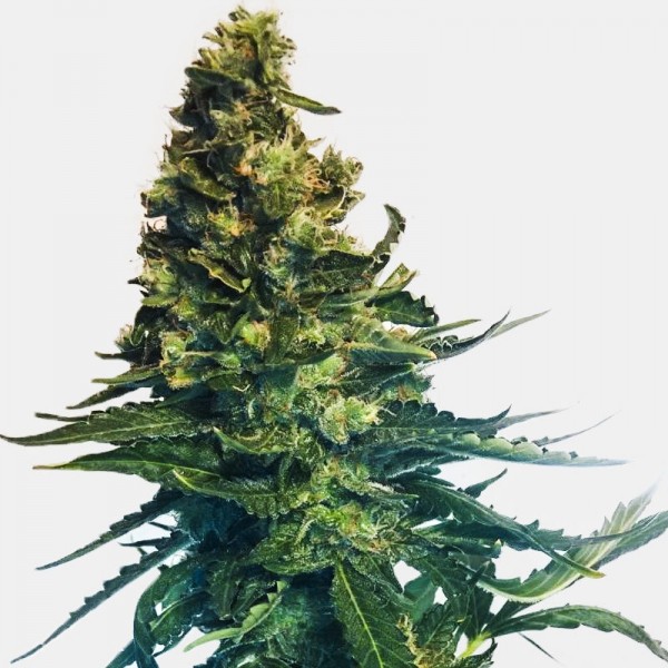 Auto Black Tisa Feminised seeds
