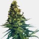 Auto Black Tisa Feminised seeds