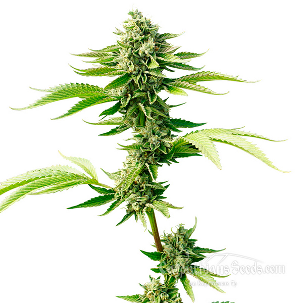 Auto Goverla Feminised seeds