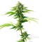 Auto Goverla Feminised seeds