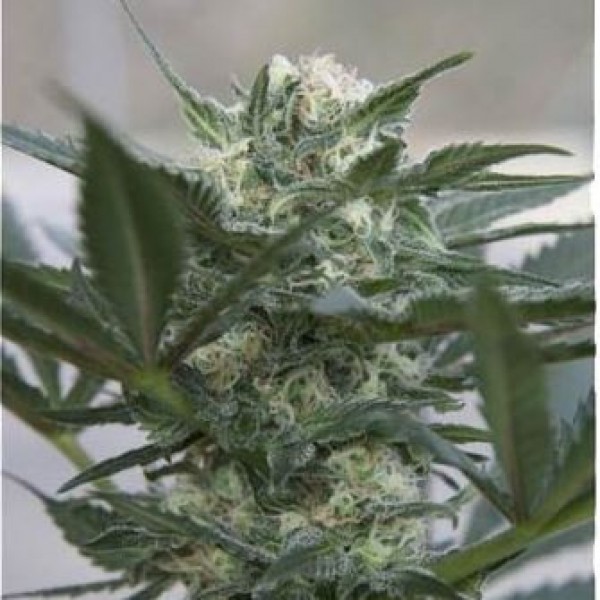 Auto Kush Feminised seeds