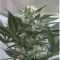 Auto Kush Feminised seeds