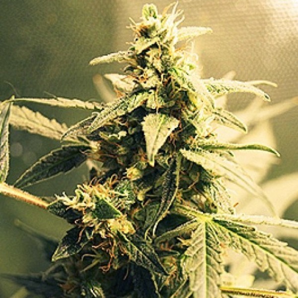 Auto White Tisa Feminised seeds