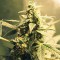 Auto White Tisa Feminised seeds