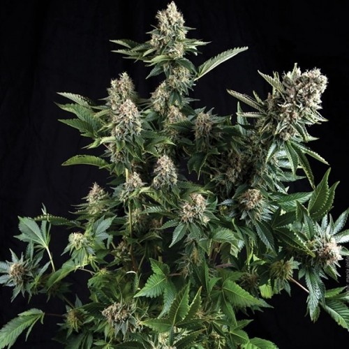 Auto White Widow Feminised seeds