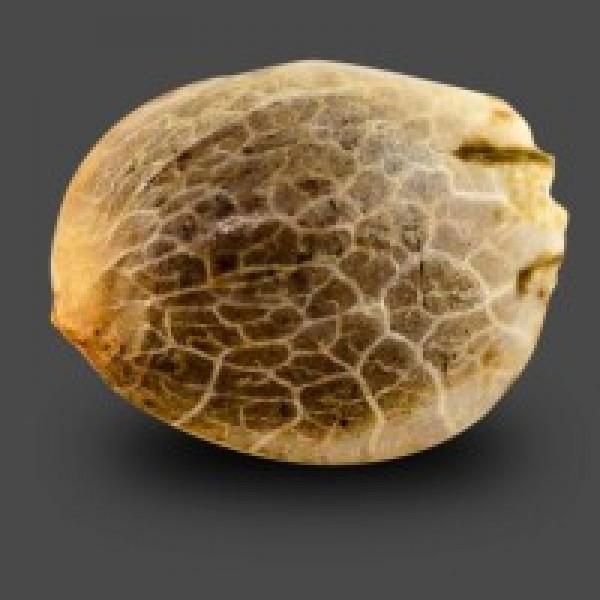 Auto Carpathian Mazar Feminised seeds