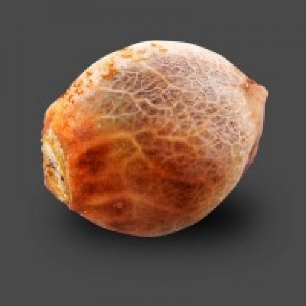 Auto Carpathian Molfar Feminised seeds