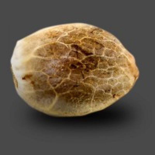 Auto Carpathian Skunk Feminised seeds