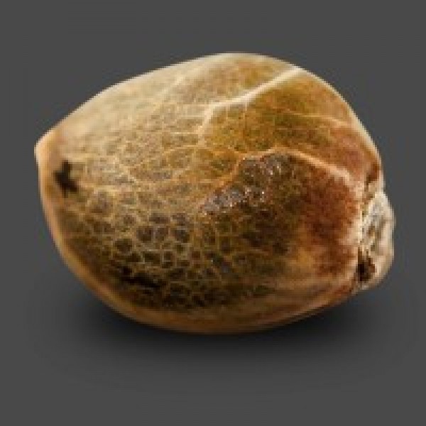 Auto Chere Feminised seeds