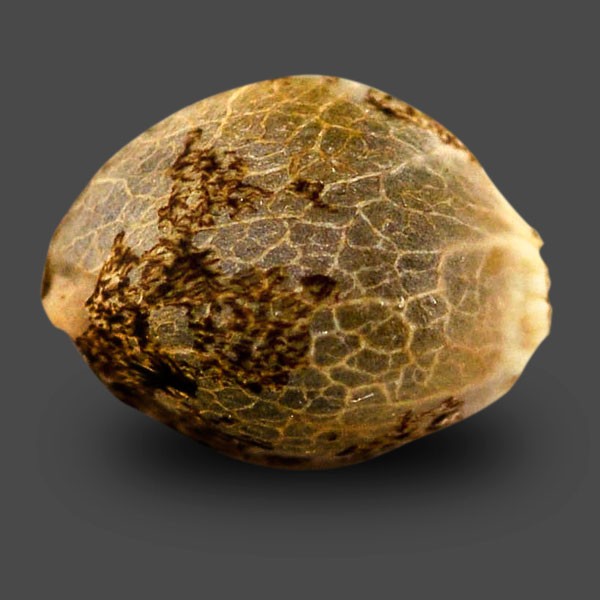 Auto Sinevir Feminised seeds