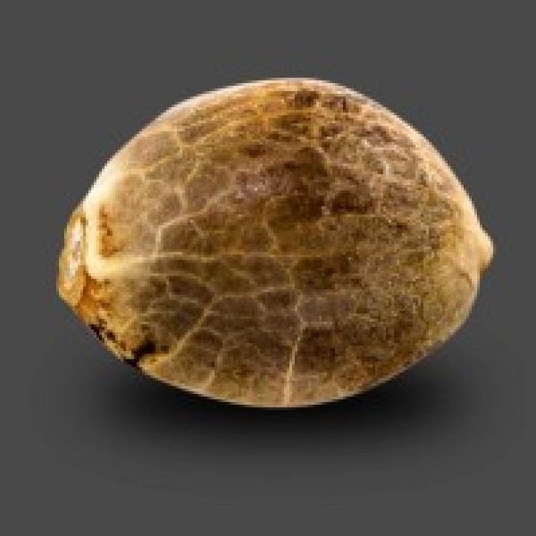 Auto White Chere Feminised seeds