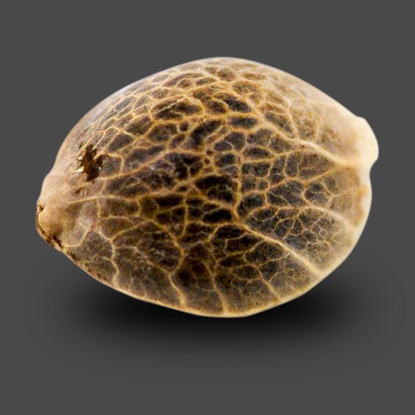Auto White Tisa Feminised seeds