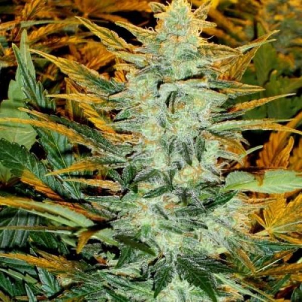 Auto Blueberry Feminised seeds