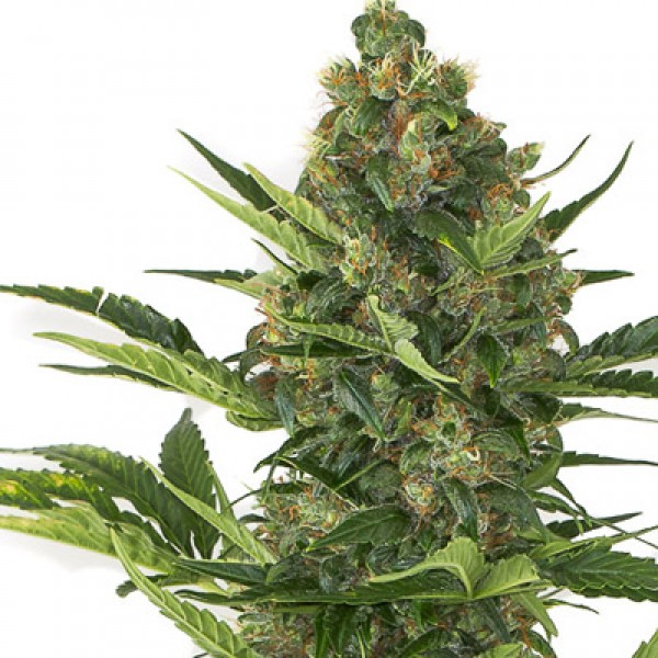 Auto Amnesia XXL Feminised seeds